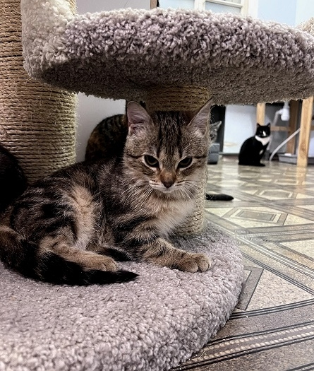 ���� - ������