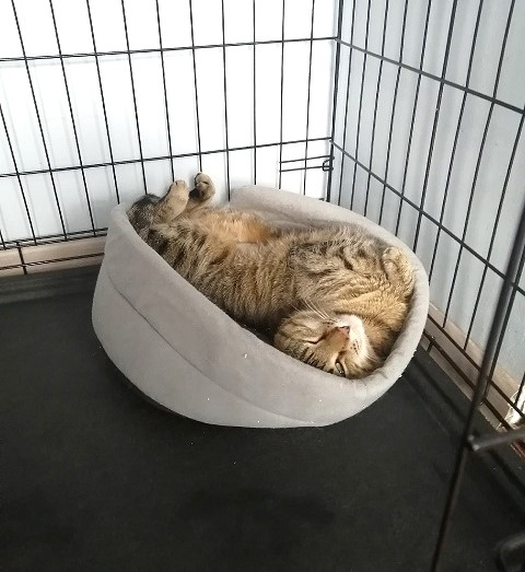 ���� ������� ����� ���������