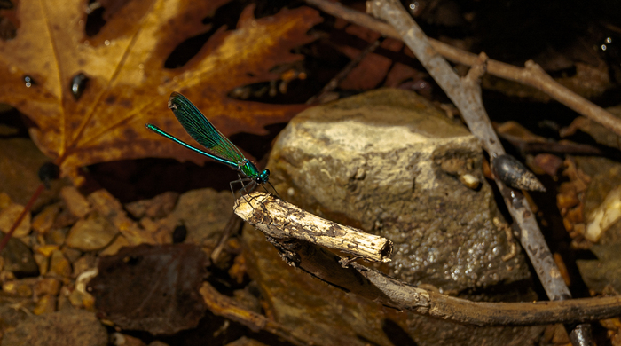 Calopteryx virgo