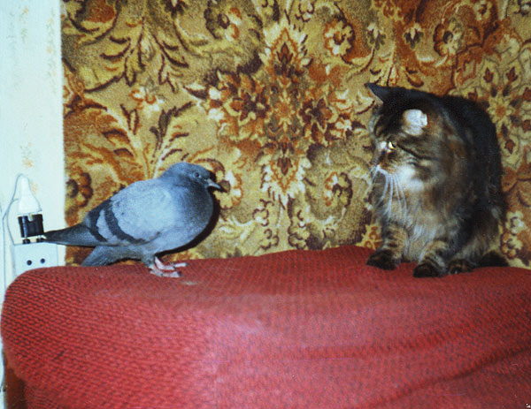 ������ � ������