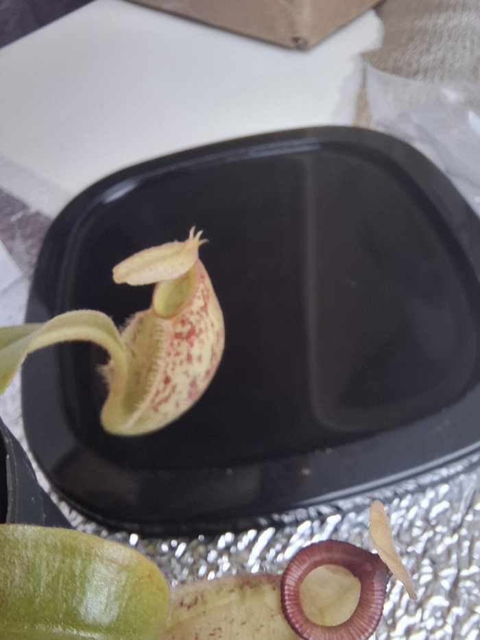 Так то это первый кувшин у хукерианы выращенный мной а первый у непентесов в принципе был у евстахии у меня есть пост