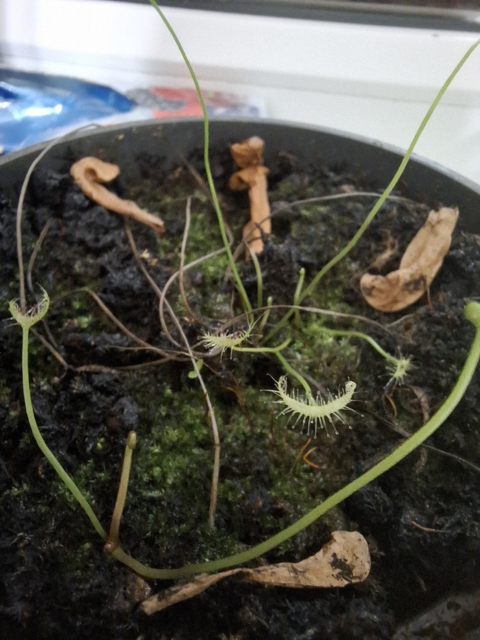 Листья растут не по дням а по часам