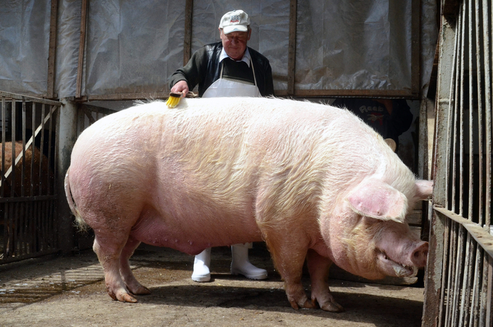Самые крупные породы свиней: белая, ландрас и дюрок. У всех них хряки отъедаются как минимум на 300 кг!
