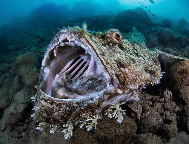 ��������.