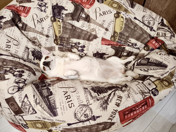 Собака, съевшая шаурму, принимает её форму