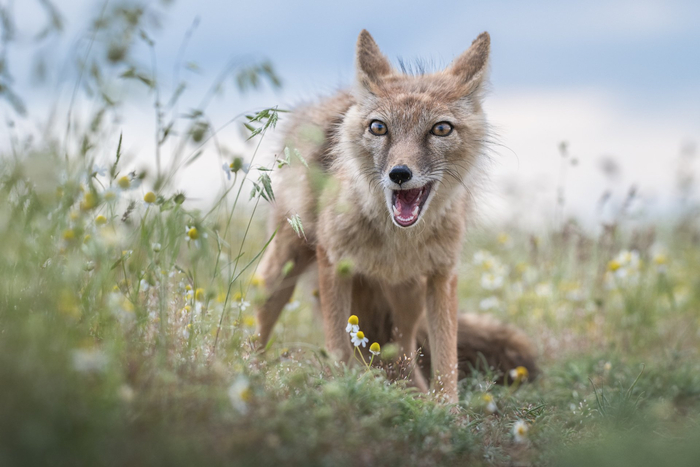 Фото: Рудченко Ольга <a href="https://pikabu.ru/story/popalas_13698644?u=https%3A%2F%2Frtraveler.ru%2Fphoto%2F1481395%2F%3Feditorial_photos%3D1&t=%D0%BE%D1%82%D1%81%D1%8E%D0%B4%D0%B0&h=931479c0738690cf2568f5182446b52676a715cd" title="https://rtraveler.ru/photo/1481395/?editorial_photos=1" target="_blank" rel="nofollow noopener">отсюда</a>