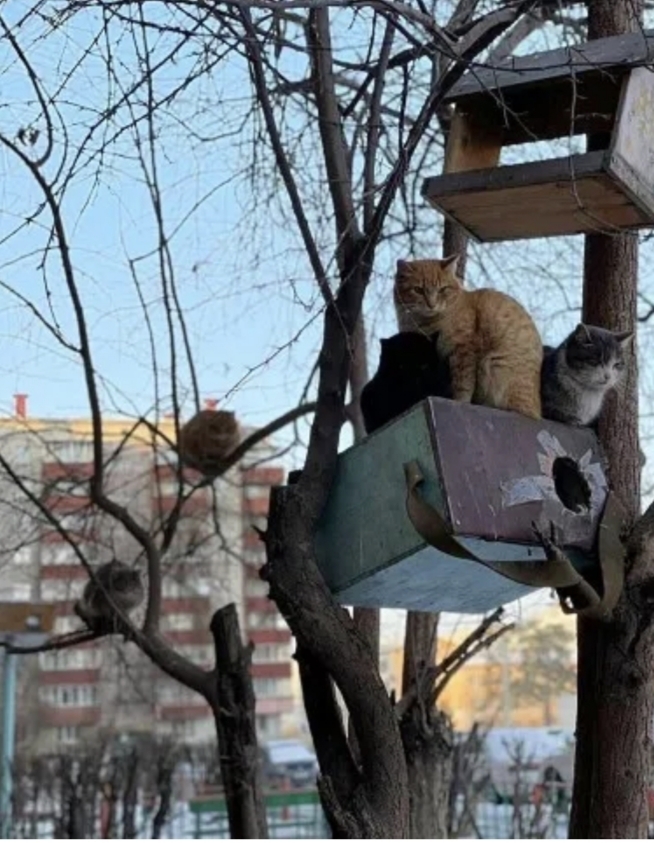 ����� ������