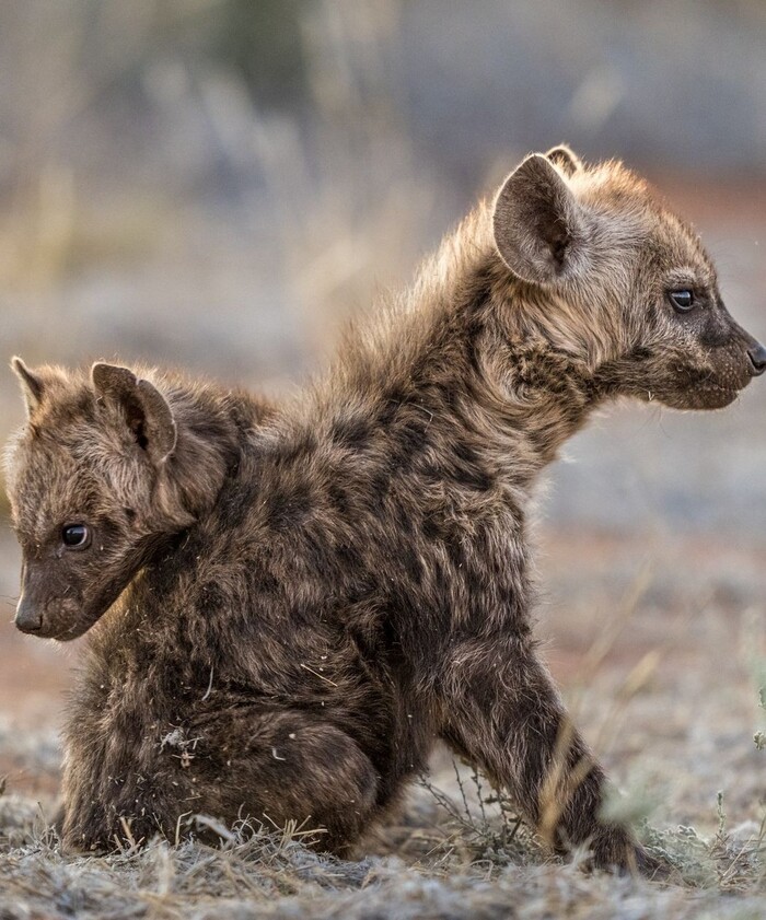 ����-������