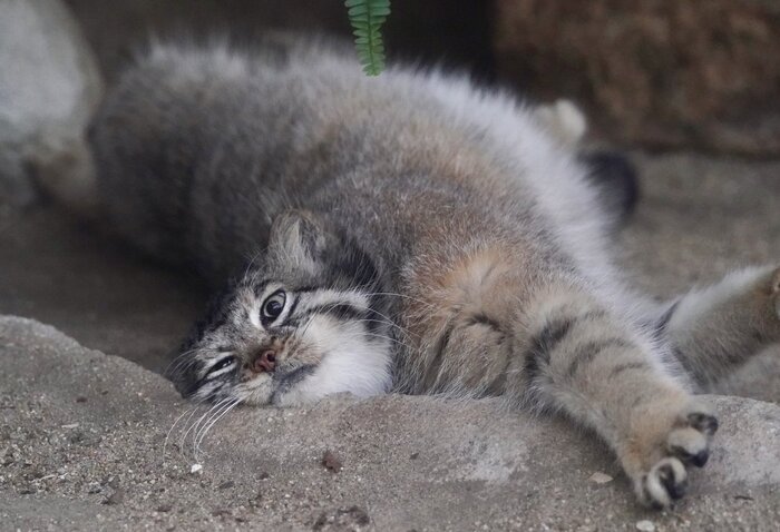 ������ �������?