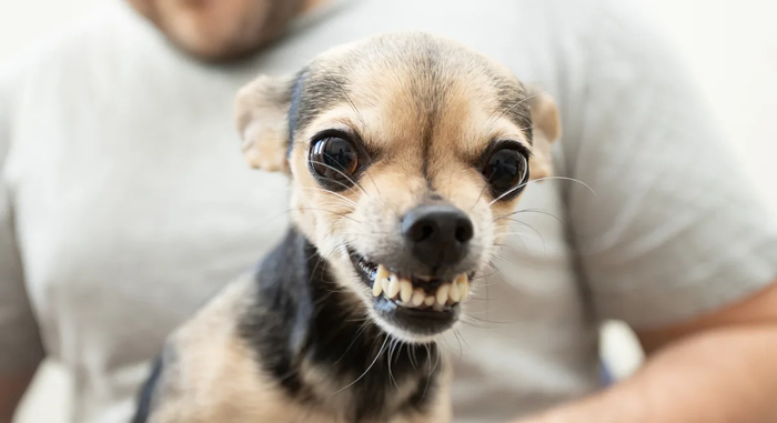 ��� ��� �������� ��� ��������� "������ ����, �����"