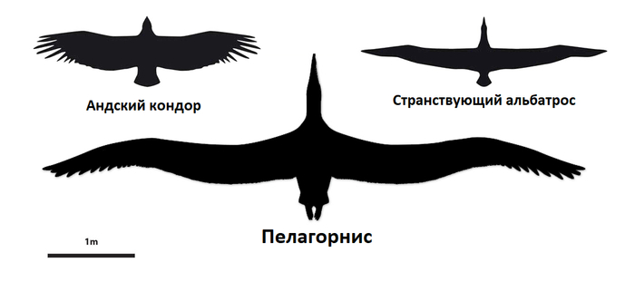 Пелагорнис был крупнее, чем две самые крупные современные летающие птицы вместе взятые.