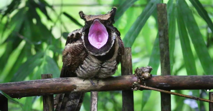 ����������...������ ��� �������, ��� ��� ��� �����???