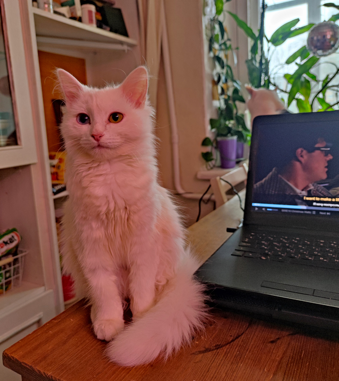 ����������� �������� � ������ ����������� ��������