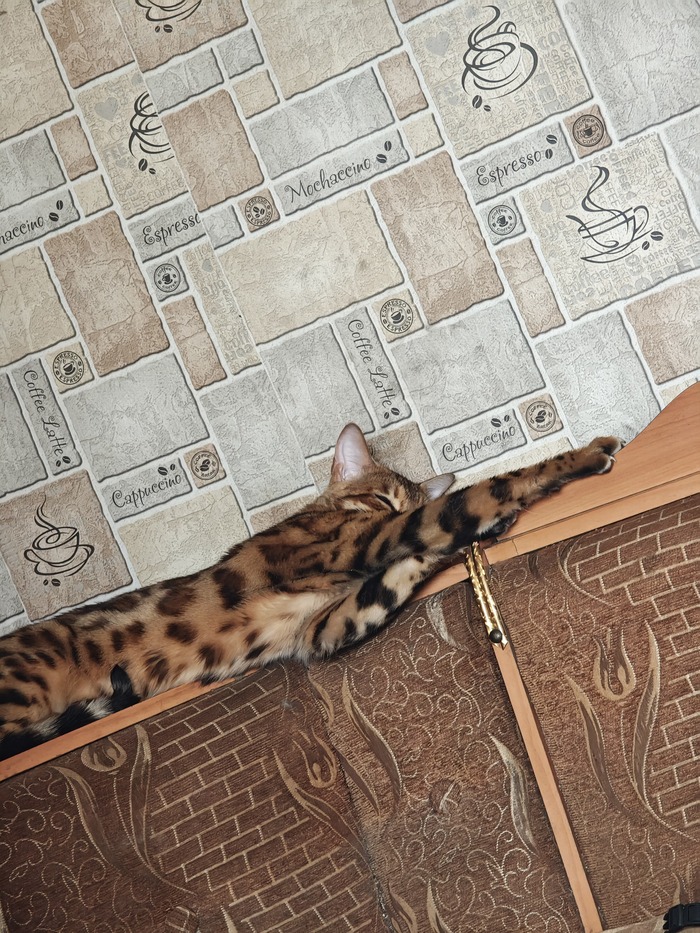 Диванчик был куплен. Тимоша был предусмотрен