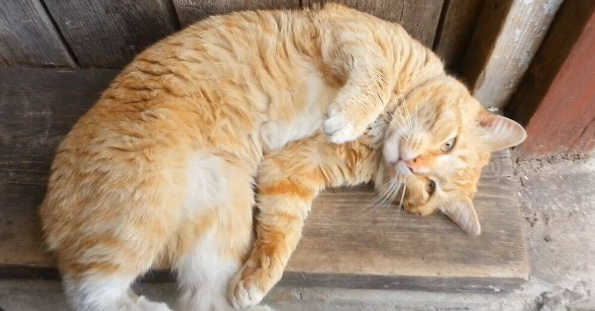 The Adventures of the Red-Haired Slacker - My, Rutube, Milota, cat, Humor, Redheads, Fat cats, Purring, Meow, Paws, Maine Coon, Video