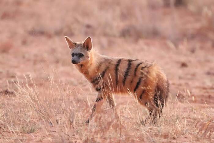 � ������ ����������