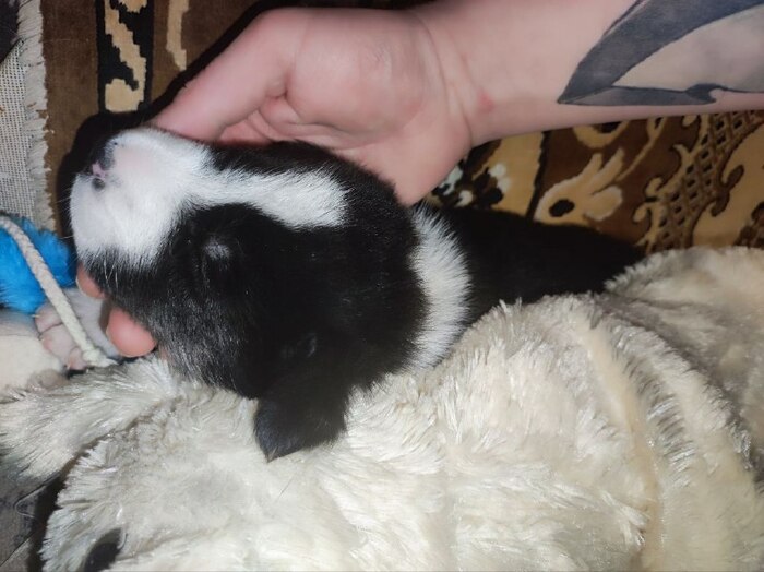 ��� 2 ������)