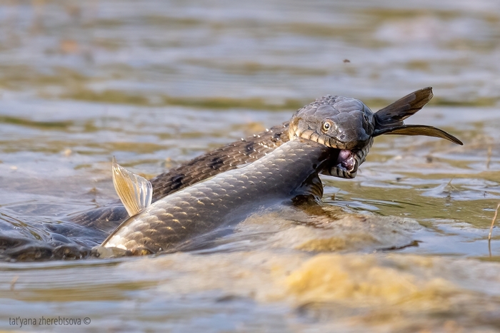 ������� �� �������