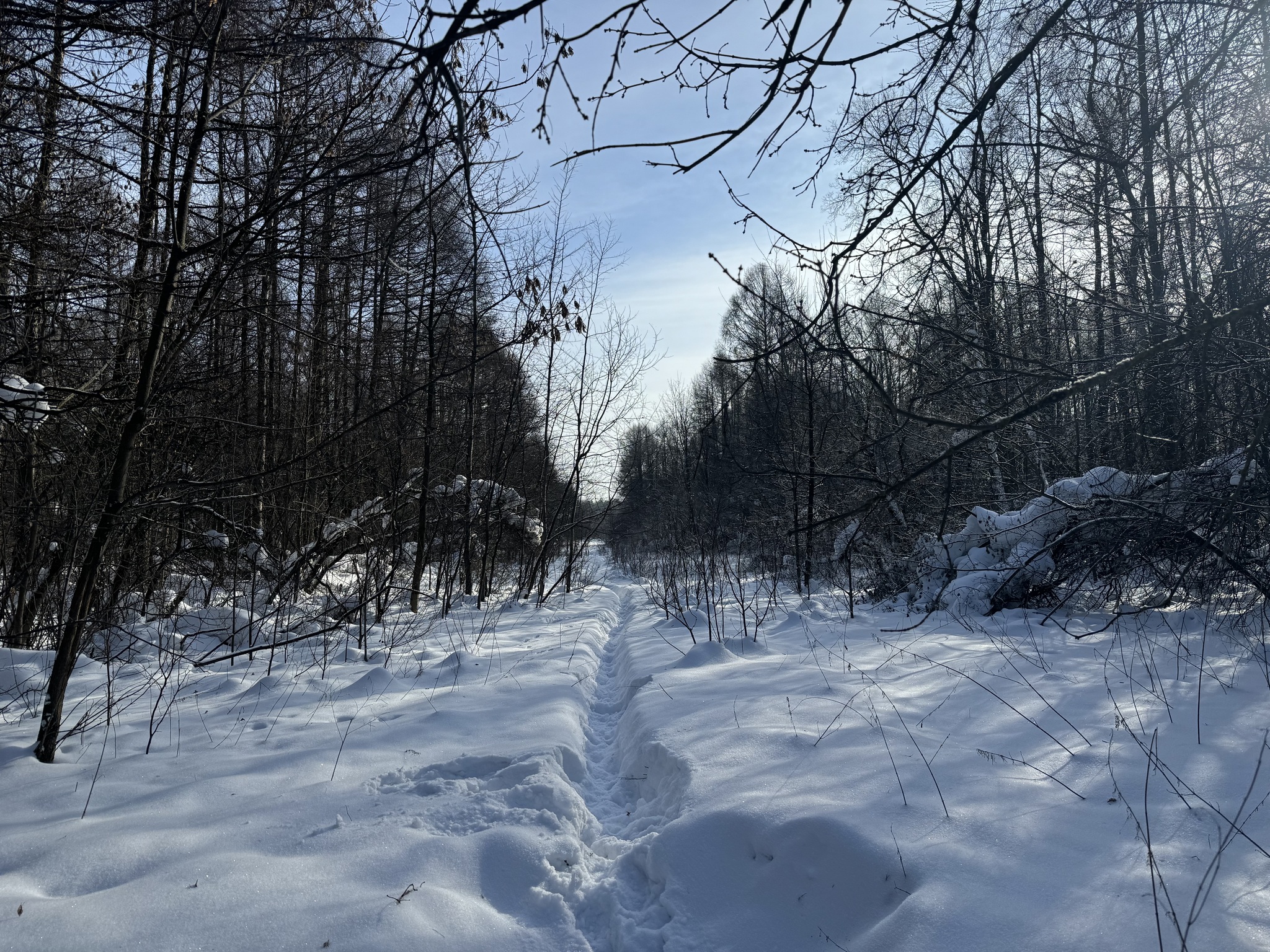From Mytishchi to Korolev via Losiny Island - Series Photographs
, My, Mobile photography, Street photography, Beautiful view, Elk Island, Beginning photographer, Winter, Snow, Mytischi, City of Queens, Moscow region, The photo, Pond, Longpost