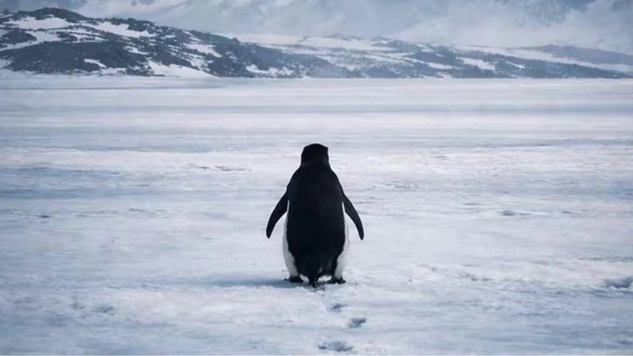 ����� nematoda � �� �������