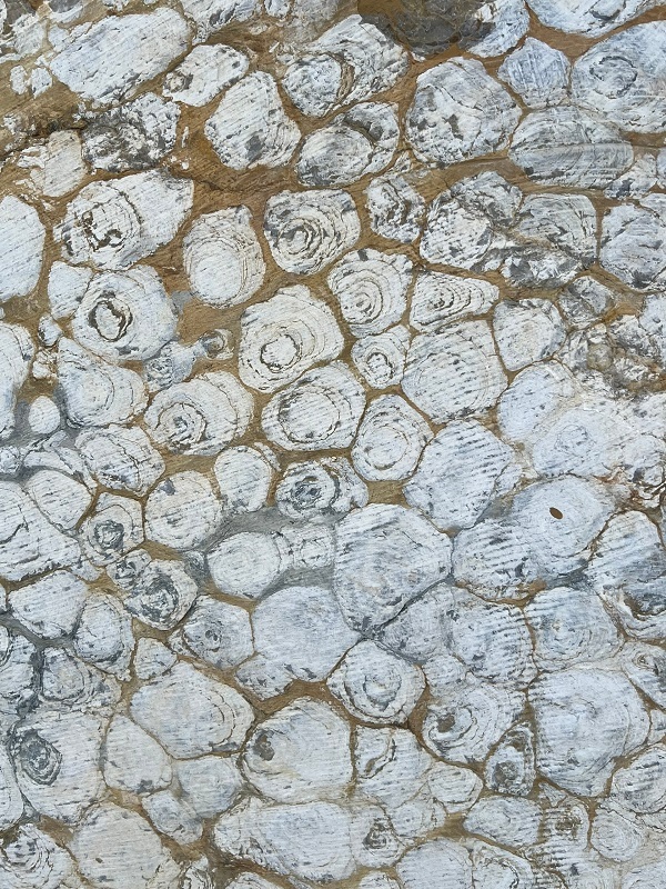 ��������������� ������ � ����������� �������. ����: ���������� �����������