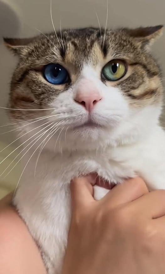 ��� � ������������ �������