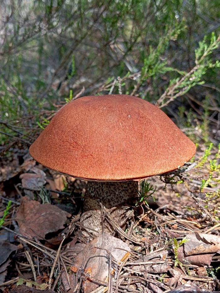 Подосиновик сосновый. Фото С. Кривошеева.