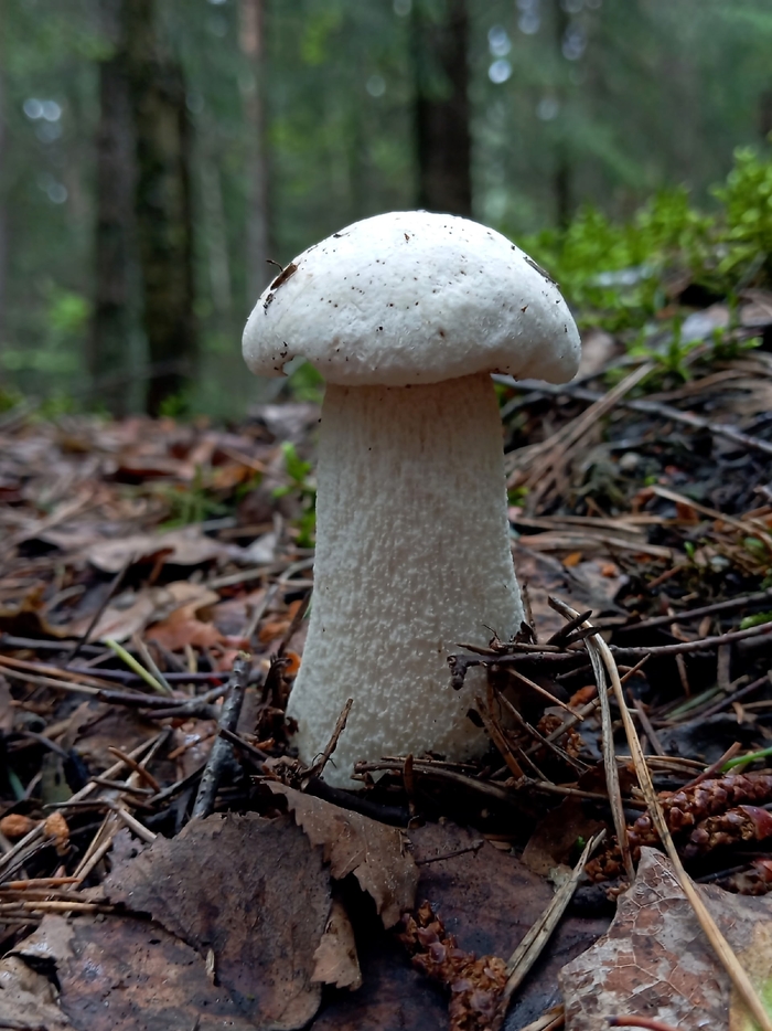 Подосиновик белый. Фото С. Кривошеева.
