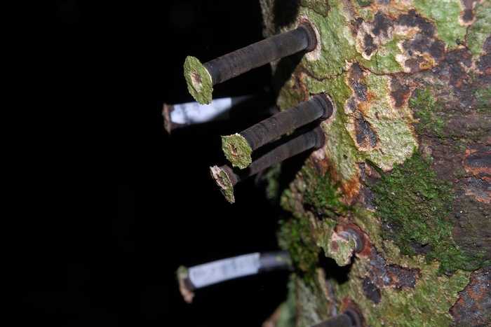 Молодые стромы камиллеи, еще без белого налета. Фото Geoff Gallice