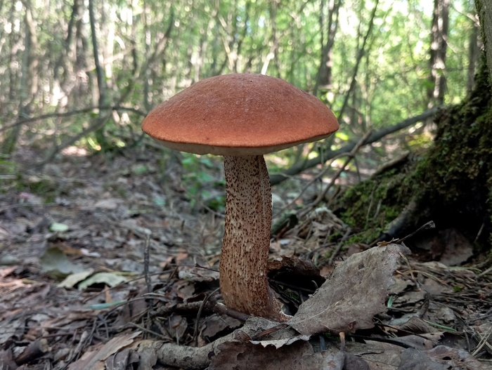 Подосиновик красный. Фото С. Кривошеева.