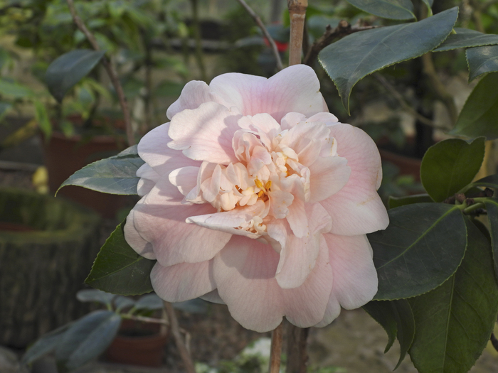 Цветущие камелии японские в субтропических оранжереях Ботанического сада Петра Великого. Санкт-Петербург. Фото Л. Головневой.