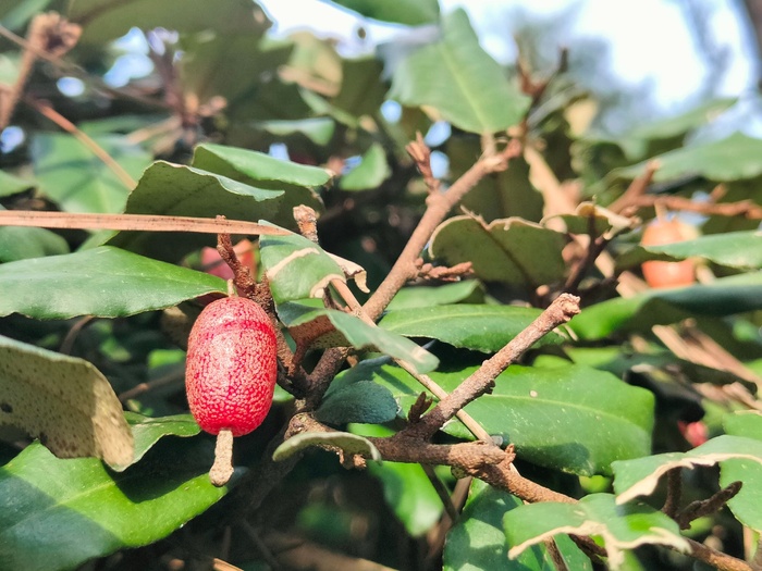 Лох колючий с плодом. Фото Г. Солтани.