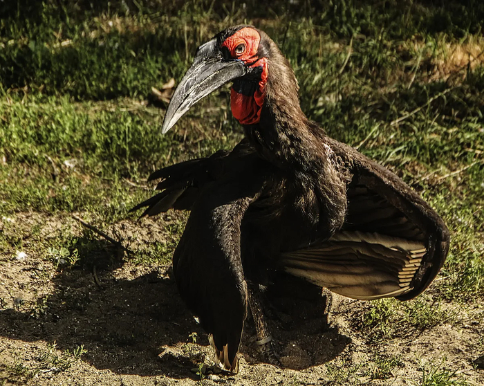 Мешок на горле не только помогает охлаждаться, но и выполняет роль сабвуфера, делая звуки ещё глубже.