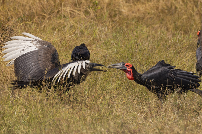 Все лучшее — детям. Даже если эта дылда уже с тебя ростом! (НП Микуми, Танзания, 2025. Автор: Варвара Дронова).
