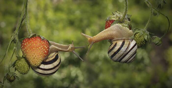 � ��������