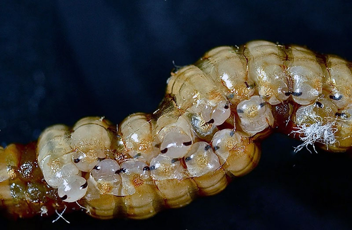 Внутри оотеки малыши уложены вот так.