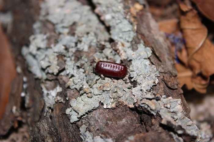 Тараканы хранят яйца в оотеках — особых капсулах, заполненных внутри биопеной.