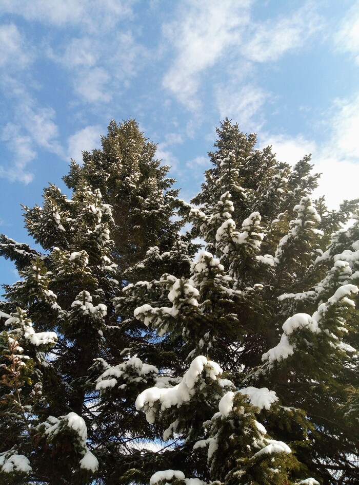 ������ ����