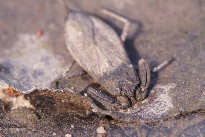 Российские пруды настолько суровые, что даже листья в них хотят тебя сожрать.