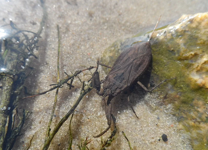 Глупая эволюция, не сюда дыхательную трубку вставлять надо было!