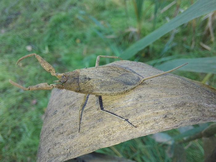 Древнейшие представители водяных скорпионов застали времена динозавров. Возраст самых ранних находок — 150 млн лет!