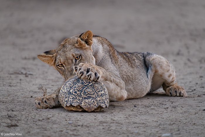 ���-���-���, ��������!