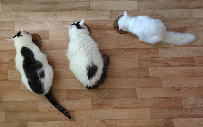 ��� ����� �� ���� ������� �������� ��������������� � ������������