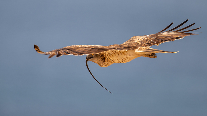 ����� ���� ������ �������.