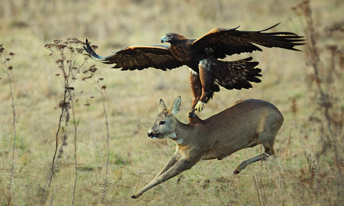 Блюдо на вынос!