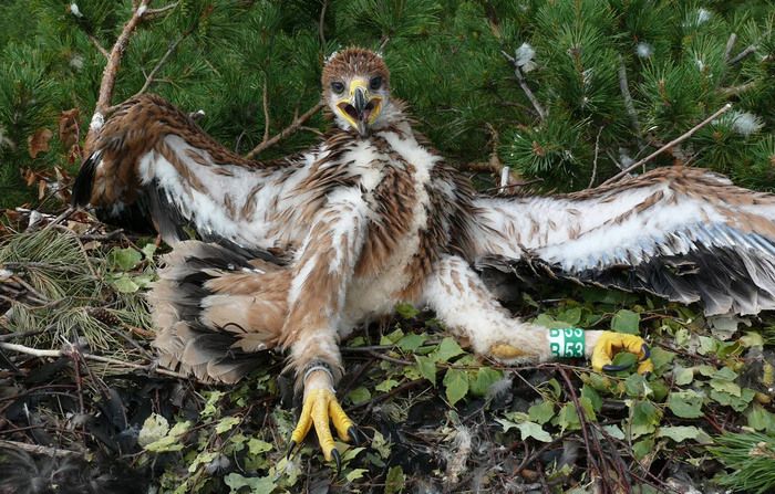 Увидеть голого орла можно лишь в один период его жизни — во время детской линьки, когда пух сменяется на перо. Если бы птица сбрасывала все перья одновременно, она бы выглядела примерно так.