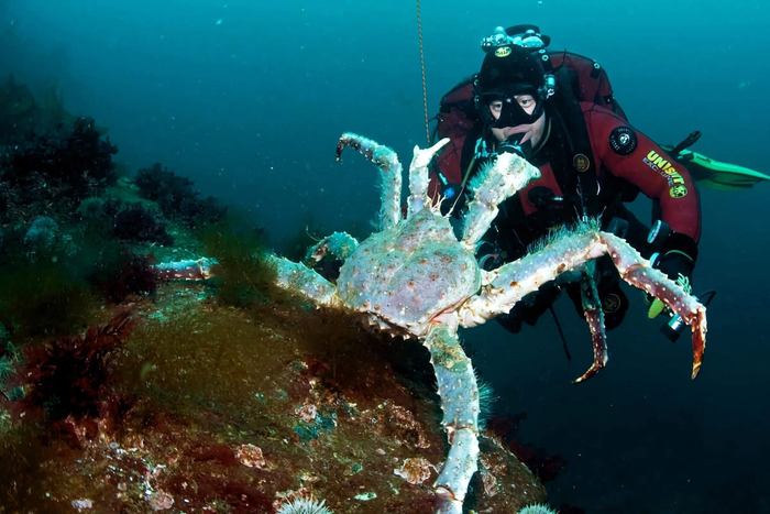 �����, �����������, �������!