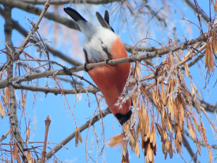 ����: <!--noindex--><a href="https://pikabu.ru/story/snegir_13718579?u=https%3A%2F%2Fdzen.ru%2FBirdman&t=https%3A%2F%2Fdzen.ru%2FBirdman&h=632c0cfa3674fa551d720d7d56d0925aff3ba6b9" title="https://dzen.ru/Birdman" target="_blank" rel="nofollow noopener">https://dzen.ru/Birdman</a><!--/noindex-->