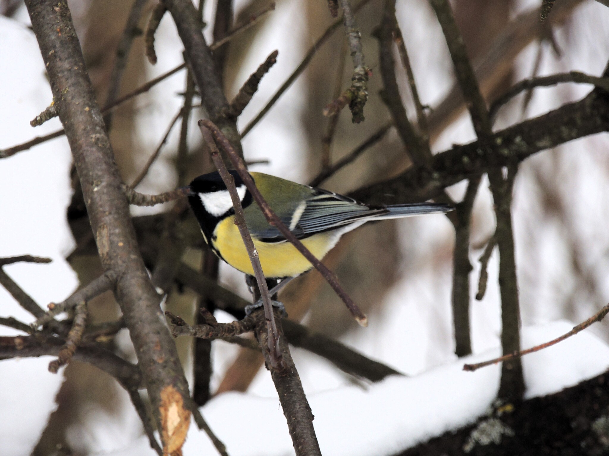Great tit - My, Big, Elk Island, Moscow, Nikon p510, wildlife, Longpost, Passeriformes, Birds