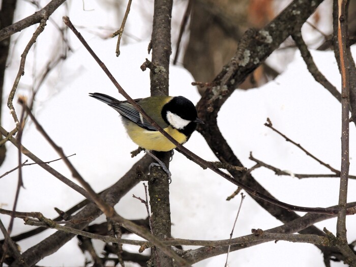 ������������ ���� "������� ������", �. ������. ����� �� Nikon Coolpix P510